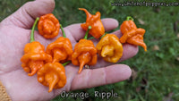 Orange Ripple - Pepper Seeds - White Hot Peppers